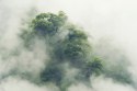 Fototapeta Tropical Forest In Japan, Nature Jungle With Green Tree And Fog, Concept Of Zin Therapy Comfortable Freedom Relaxing 