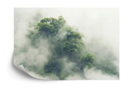 Fototapeta Tropical Forest In Japan, Nature Jungle With Green Tree And Fog, Concept Of Zin Therapy Comfortable Freedom Relaxing 