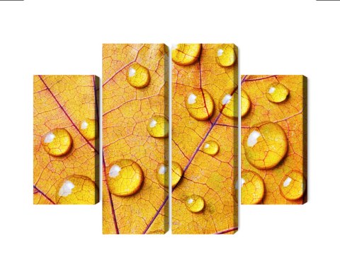 Obraz Wieloczęściowy Krople Wody Na Jesiennym Liściu Makro Canvas 80x60 LBS-3820-C80-60_2X20-60_2X20-40