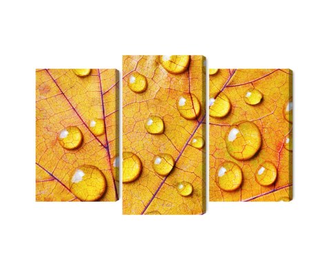 Obraz Wieloczęściowy Krople Wody Na Jesiennym Liściu Makro Canvas Naturalny 90x60 LBS-3819-NC90-60_1X30-60_2X30-45