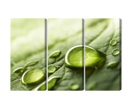 Obraz Wieloczęściowy Krople Wody Na Liściu W Skali Makro Canvas 120x80 LBS-3678-C120-80_3X40-80