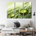 Obraz Wieloczęściowy Krople Wody Na Liściu W Skali Makro Canvas 120x80 LBS-3678-C120-80_3X40-80