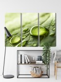 Obraz Wieloczęściowy Krople Wody Na Liściu W Skali Makro Canvas 120x80 LBS-3678-C120-80_3X40-80