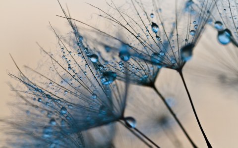 Obraz Wieloczęściowy Mlecze Z Kropelkami Wody W Skali Makro Canvas Naturalny 80x50 LBS-3686-NC80-50_2X20-50_2X20-30