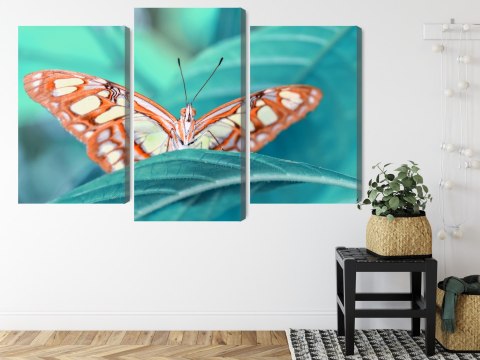 Obraz Wieloczęściowy Motyl Na Liściu W Skali Makro Canvas 120x80 LBS-3939-C120-80_1X40-80_2X40-60