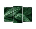 Obraz Wieloczęściowy Szałwia Odchodzi W Skali Makro Canvas 120x80 LBS-3809-C120-80_1X40-80_2X40-60