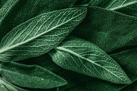 Obraz Wieloczęściowy Szałwia Odchodzi W Skali Makro Canvas 120x80 LBS-3809-C120-80_1X40-80_2X40-60