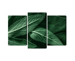 Obraz Wieloczęściowy Szałwia Odchodzi W Skali Makro Canvas Naturalny 90x60 LBS-3809-NC90-60_1X30-60_2X30-45