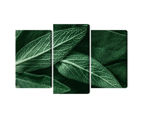 Obraz Wieloczęściowy Szałwia Odchodzi W Skali Makro Canvas Naturalny 90x60 LBS-3809-NC90-60_1X30-60_2X30-45