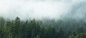 Obraz Na Płótnie Amazing Mystical Rising Fog Forest Trees Landscape In Black Forest ( Schwarzwald ) Germany Panorama Banner - Da