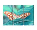 Obraz Wieloczęściowy Motyl Na Liściu W Skali Makro Canvas 120x80 LBS-3938-C120-80_3X40-80