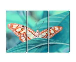 Obraz Wieloczęściowy Motyl Na Liściu W Skali Makro Canvas 120x80 LBS-3938-C120-80_3X40-80