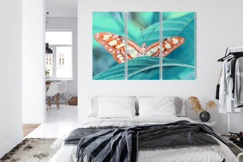 Obraz Wieloczęściowy Motyl Na Liściu W Skali Makro Canvas 120x80 LBS-3938-C120-80_3X40-80