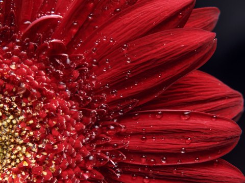 Obraz Wieloczęściowy Płatki Kwiatów W Skali Makro Canvas Naturalny 80x60 LBS-3850-NC80-60_2X20-60_2X20-40