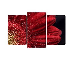Obraz Wieloczęściowy Płatki Kwiatów W Skali Makro Canvas Naturalny 90x60 LBS-3849-NC90-60_1X30-60_2X30-45