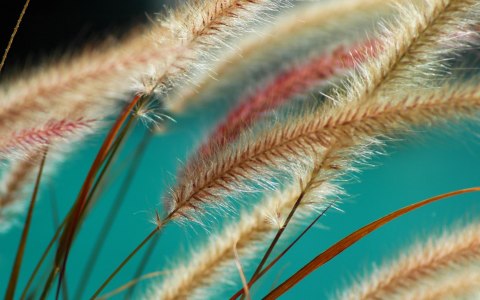 Obraz Wieloczęściowy Rośliny W Skali Makro Canvas Naturalny 80x50 LBS-3691-NC80-50_2X20-50_2X20-30