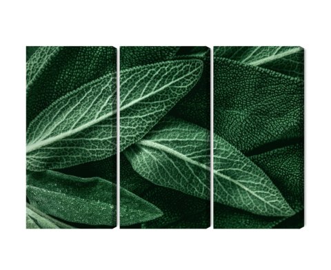 Obraz Wieloczęściowy Szałwia Odchodzi W Skali Makro Canvas 120x80 LBS-3808-C120-80_3X40-80