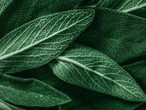 Obraz Wieloczęściowy Szałwia Odchodzi W Skali Makro Canvas Naturalny 80x60 LBS-3810-NC80-60_2X20-60_2X20-40