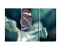 Obraz Wieloczęściowy Motyl Ze Szklanymi Skrzydłami Z Bliska Canvas 120x80 LBS-3668-C120-80_3X40-80