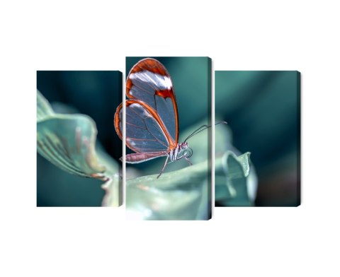 Obraz Wieloczęściowy Motyl Ze Szklanymi Skrzydłami Z Bliska Canvas 120x80 LBS-3669-C120-80_1X40-80_2X40-60