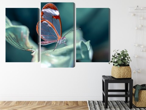 Obraz Wieloczęściowy Motyl Ze Szklanymi Skrzydłami Z Bliska Canvas Naturalny 90x60 LBS-3669-NC90-60_1X30-60_2X30-45