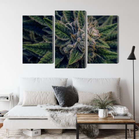 Obraz Wieloczęściowy Roślina Konopi Z Bliska Canvas Naturalny 90x60 LBS-3974-NC90-60_1X30-60_2X30-45