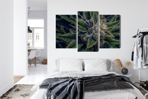 Obraz Wieloczęściowy Roślina Konopi Z Bliska Canvas Naturalny 90x60 LBS-3974-NC90-60_1X30-60_2X30-45