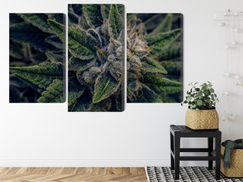 Obraz Wieloczęściowy Roślina Konopi Z Bliska Canvas Naturalny 90x60 LBS-3974-NC90-60_1X30-60_2X30-45