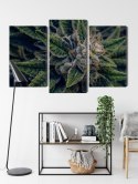 Obraz Wieloczęściowy Roślina Konopi Z Bliska Canvas Naturalny 90x60 LBS-3974-NC90-60_1X30-60_2X30-45