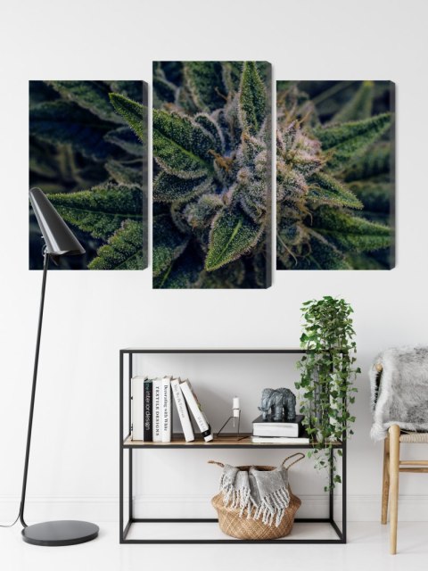 Obraz Wieloczęściowy Roślina Konopi Z Bliska Canvas Naturalny 90x60 LBS-3974-NC90-60_1X30-60_2X30-45