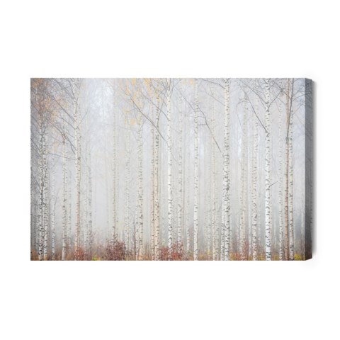 Obraz Na Płótnie Brzozowy Las We Mgle Canvas Naturalny 100x70 LB-240-NC100-70