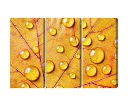 Obraz Wieloczęściowy Krople Wody Na Jesiennym Liściu Makro Canvas 120x80 LBS-3818-C120-80_3X40-80