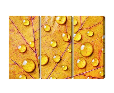 Obraz Wieloczęściowy Krople Wody Na Jesiennym Liściu Makro Canvas 120x80 LBS-3818-C120-80_3X40-80