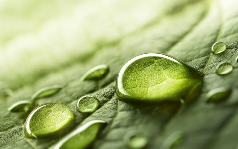 Obraz Wieloczęściowy Krople Wody Na Liściu W Skali Makro Canvas Naturalny 80x50 LBS-3681-NC80-50_2X20-50_2X20-30