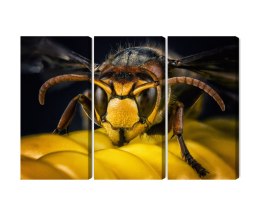 Obraz Wieloczęściowy Osa W Skali Makro Canvas 120x80 LBS-3673-C120-80_3X40-80