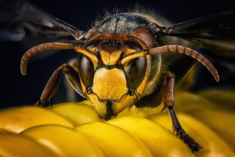 Obraz Wieloczęściowy Osa W Skali Makro Canvas 120x80 LBS-3673-C120-80_3X40-80