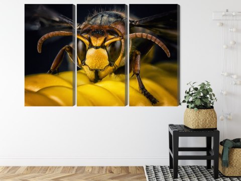 Obraz Wieloczęściowy Osa W Skali Makro Canvas 120x80 LBS-3673-C120-80_3X40-80