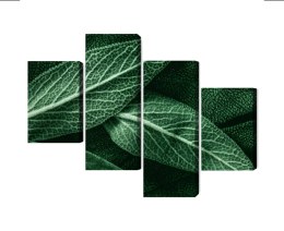 Obraz Wieloczęściowy Szałwia Odchodzi W Skali Makro Canvas Naturalny 80x50 LBS-3811-NC80-50_2X20-50_2X20-30