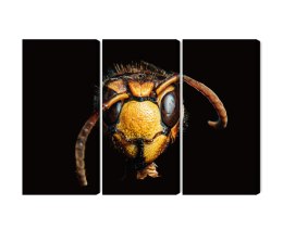 Obraz Wieloczęściowy Szerszeń W Skali Makro Canvas 120x80 LBS-3868-C120-80_3X40-80