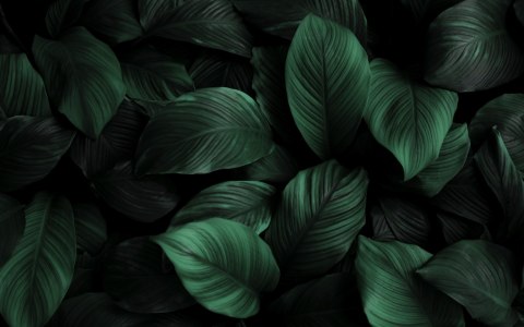 Obraz Wieloczęściowy Zielone Liście W Skali Makro Canvas Naturalny 80x50 LBS-3716-NC80-50_2X20-50_2X20-30