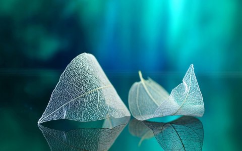 Obraz Wieloczęściowy Delikatne Liście Z Bliska Canvas Naturalny 80x50 LBS-3896-NC80-50_2X20-50_2X20-30