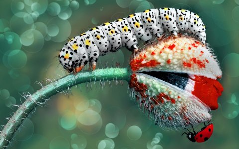 Obraz Wieloczęściowy Gąsienica I Biedronka Na Roślinie Makro Canvas 120x75 LBS-3846-C120-75_2X30-75_2X30-45