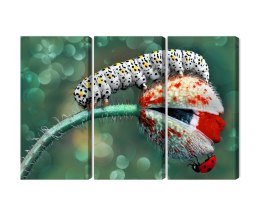 Obraz Wieloczęściowy Gąsienica I Biedronka Na Roślinie Makro Canvas 120x80 LBS-3843-C120-80_3X40-80
