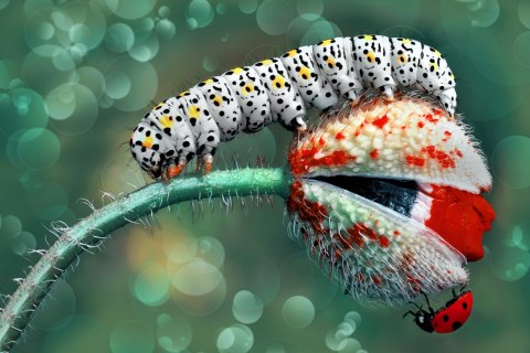 Obraz Wieloczęściowy Gąsienica I Biedronka Na Roślinie Makro Canvas 120x80 LBS-3843-C120-80_3X40-80