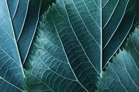 Obraz Wieloczęściowy Liście W Skali Makro Z Efektem 3D Canvas 120x80 LBS-3919-C120-80_1X40-80_2X40-60