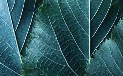 Obraz Wieloczęściowy Liście W Skali Makro Z Efektem 3D Canvas Naturalny 80x50 LBS-3921-NC80-50_2X20-50_2X20-30