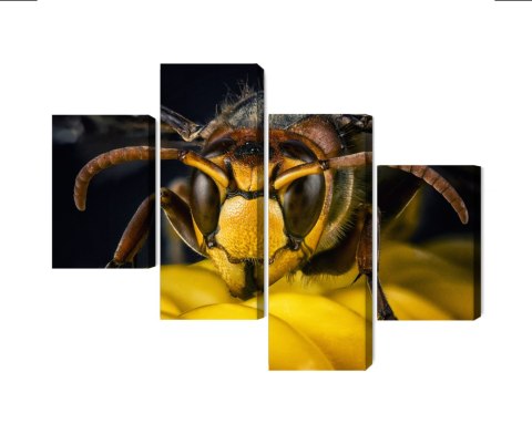 Obraz Wieloczęściowy Osa W Skali Makro Canvas 120x75 LBS-3676-C120-75_2X30-75_2X30-45