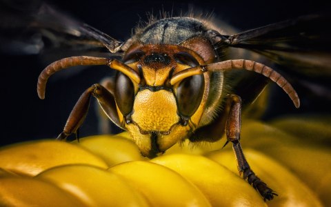 Obraz Wieloczęściowy Osa W Skali Makro Canvas 120x75 LBS-3676-C120-75_2X30-75_2X30-45