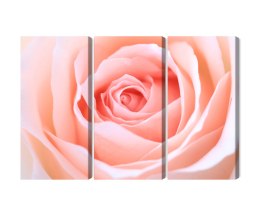 Obraz Wieloczęściowy Pastelowa Róża W Makroskali 3D Canvas 120x80 LBS-3813-C120-80_3X40-80