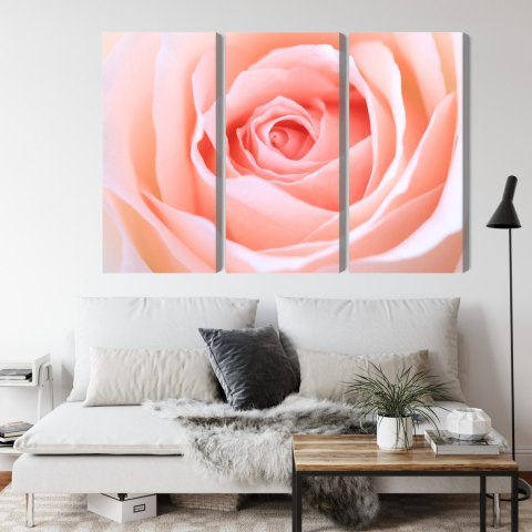 Obraz Wieloczęściowy Pastelowa Róża W Makroskali 3D Canvas 120x80 LBS-3813-C120-80_3X40-80